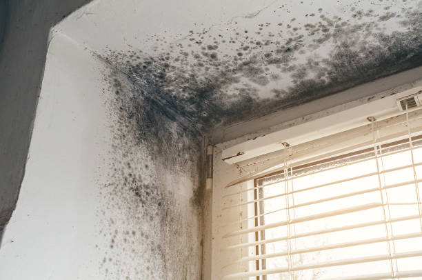 Affordable Hvac And Air Duct Mold Remediation solutions in Petersburg, VA